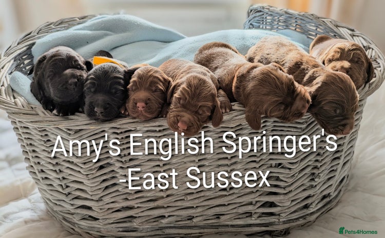 Sprocker dogs - Advert 1