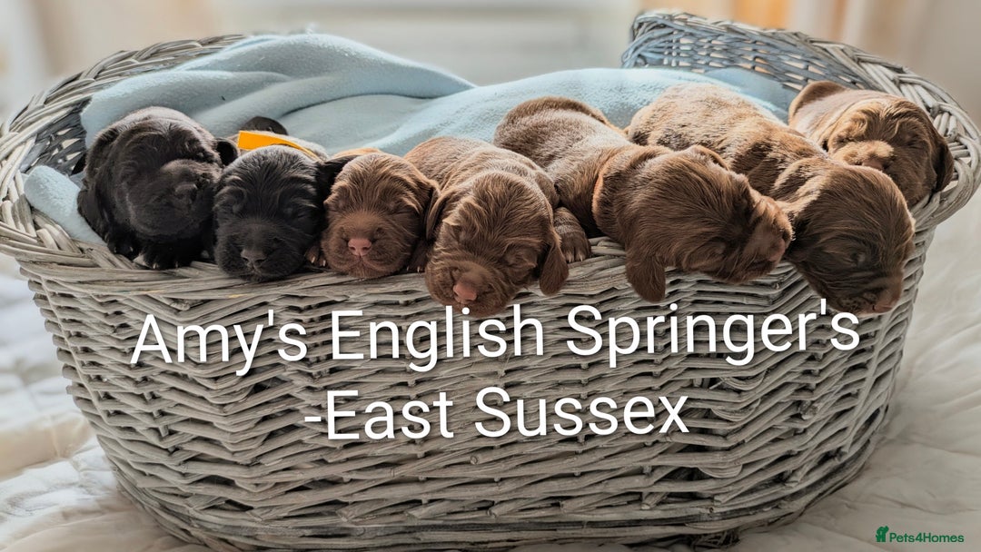 Sprocker dogs for sale: F1 health tested working Sprockers - Image 1