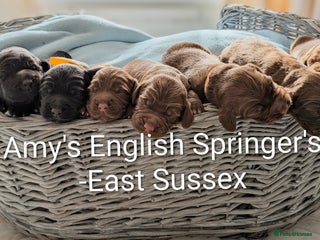 Sprocker dogs - Advert 1