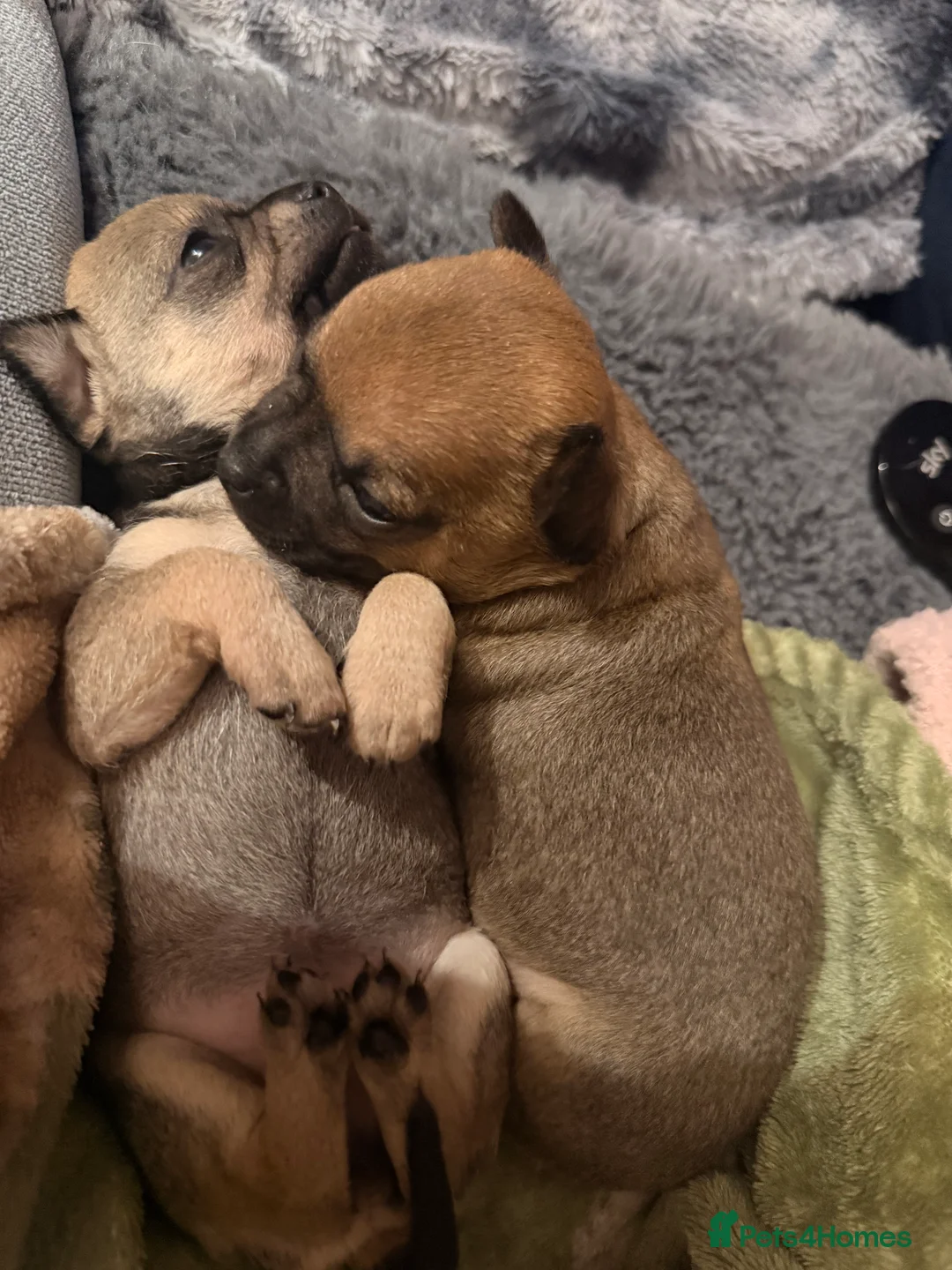 Chihuahua dogs for sale: Chuiahahaha puppies - Advert 2