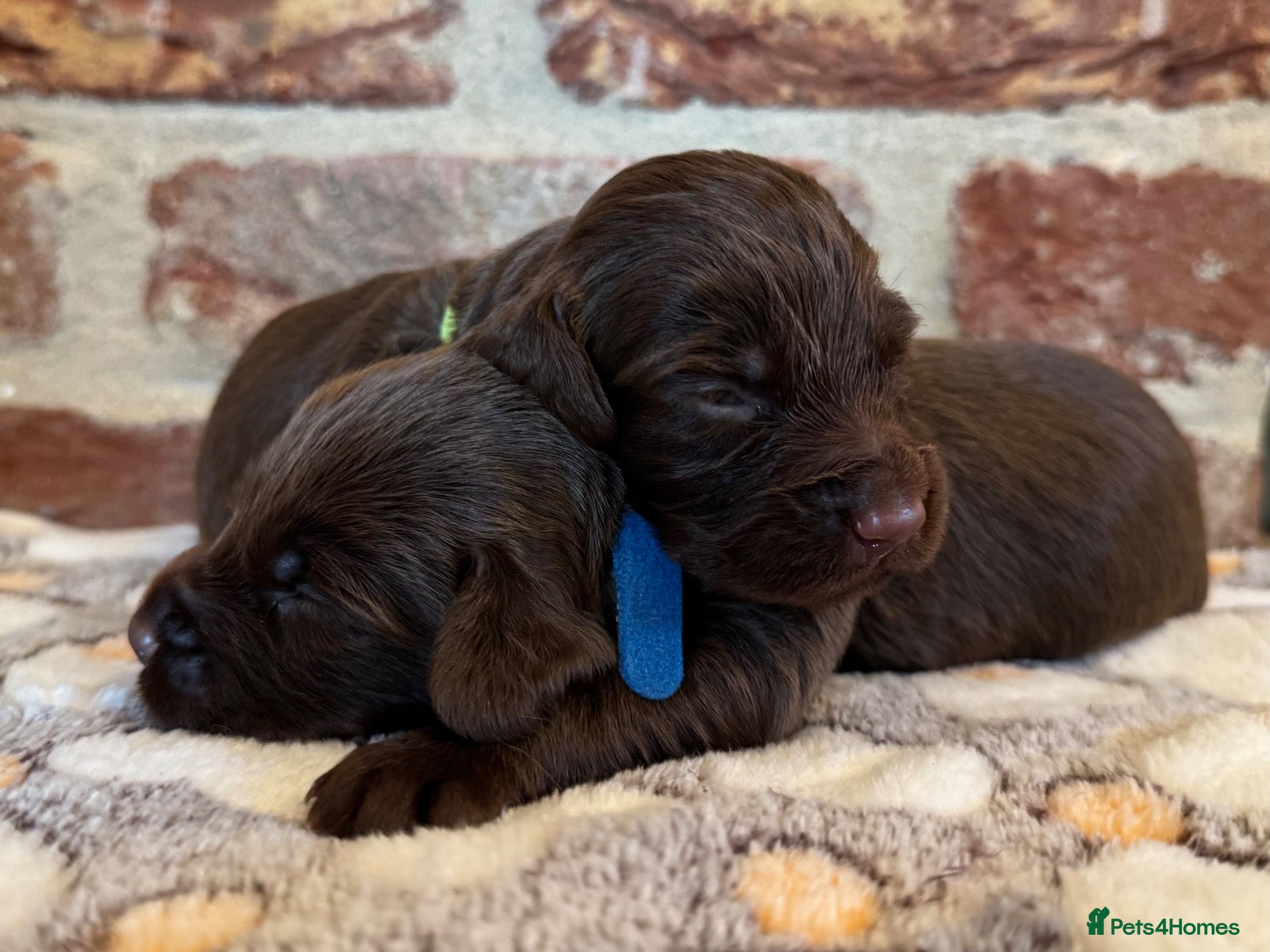 Cocker Spaniel dogs Kennel club working cocker spaniels  - Advert 1