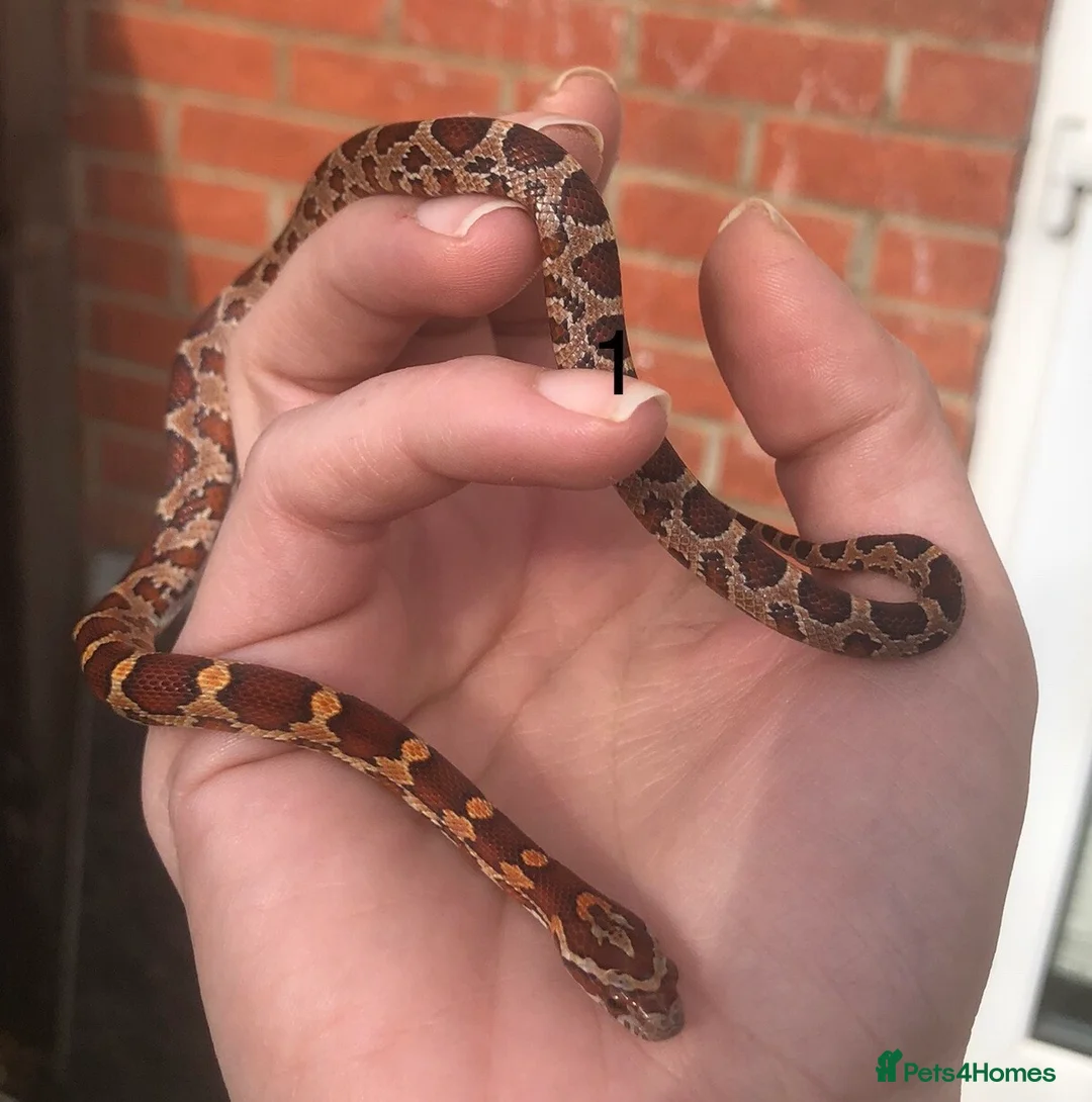 Corn Snake reptiles for sale: Very Tame Baby corn snakes - Advert 1