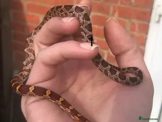 Corn Snake reptiles Very Tame Baby corn snakes - Advert 1