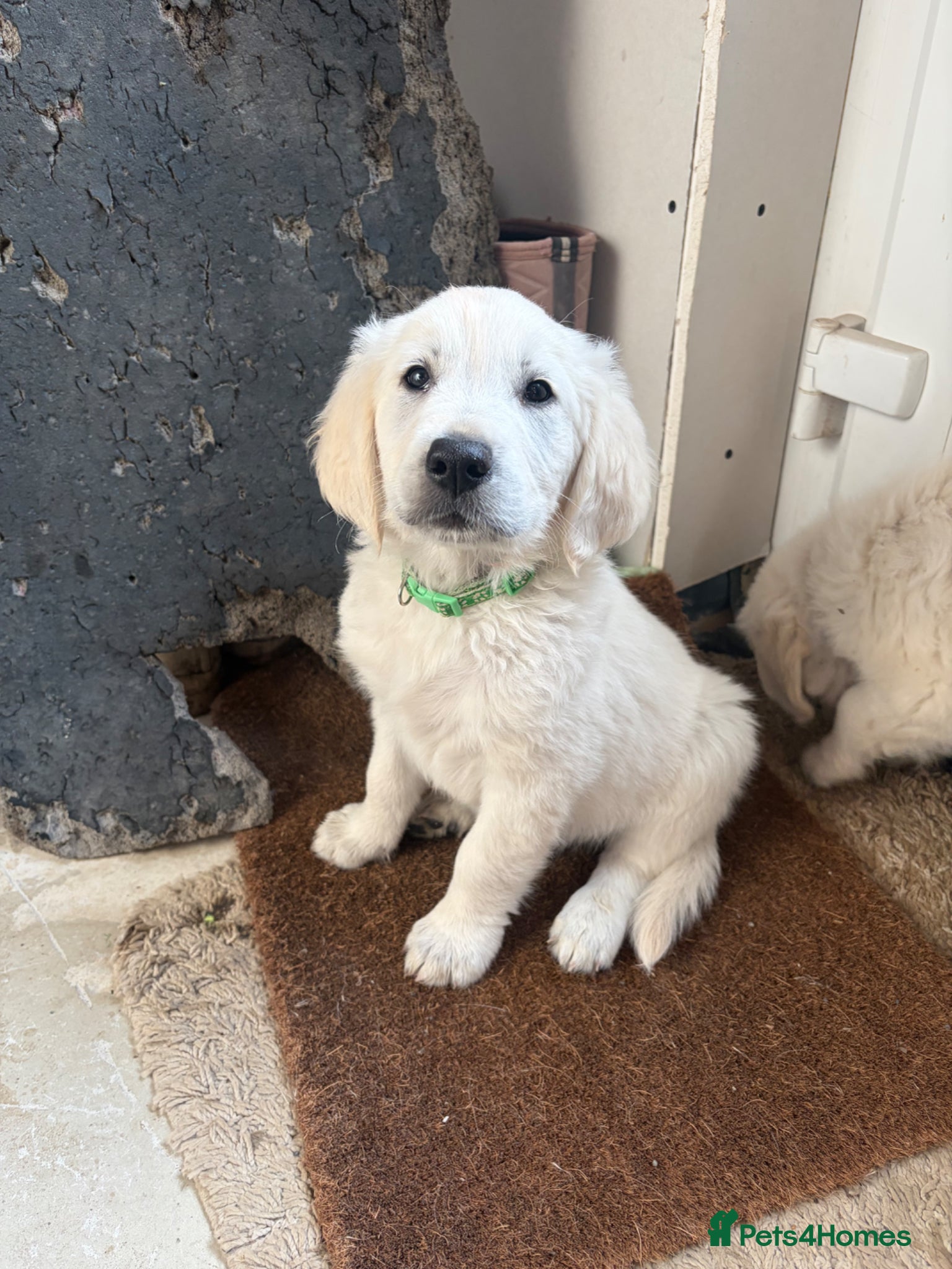 Golden Retriever dogs 1 KC REGISTERED BOY PUP LEFT - Advert 16
