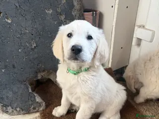 Golden Retriever dogs 1 KC REGISTERED BOY PUP LEFT - Advert 16