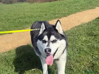 Siberian Husky dogs Siberian Husky - Advert 6