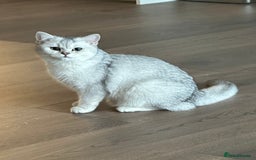 British Shorthair cats for sale: Affectionate Silver Chinchilla British Shorthair - Image 9