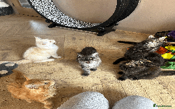 Maine Coon cats for sale: TICA registered Maine Coon kittens  - Image 21