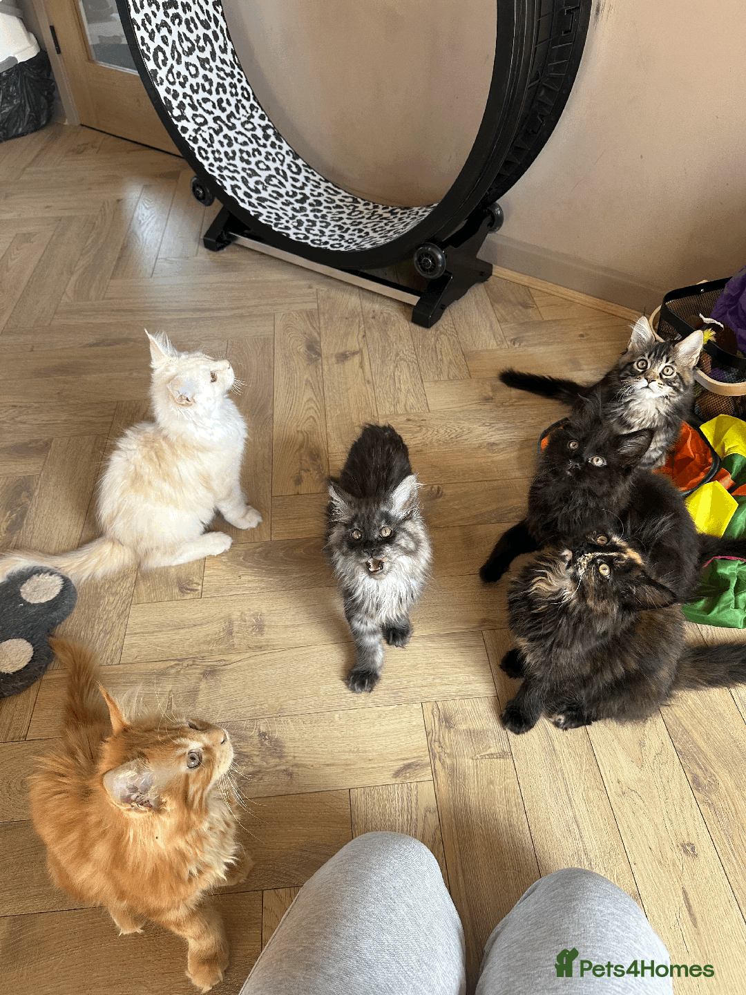Maine Coon cats for sale: TICA registered Maine Coon kittens  - Image 21