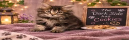 Kurilian Bobtail cats for sale: Beautiful silver tabby Kurilian bobtail kittens  in Stoke-on-Trent - Advert 7