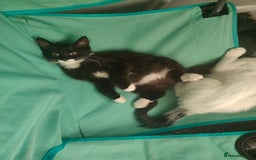 Mixed Breed cats for sale: 1 kitten for sale due to time wasters  - Image 5