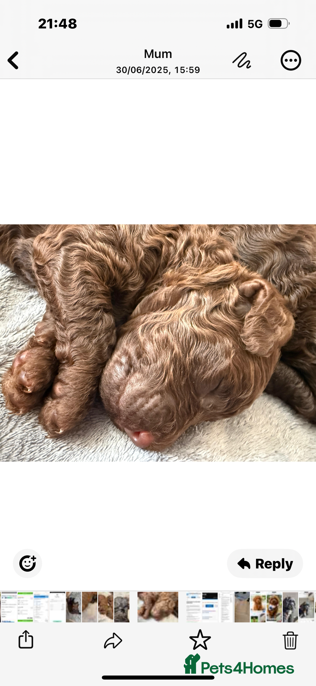 Cockapoo dogs for sale: 25%cocker spaniel 75% toy red poodle - Image 15