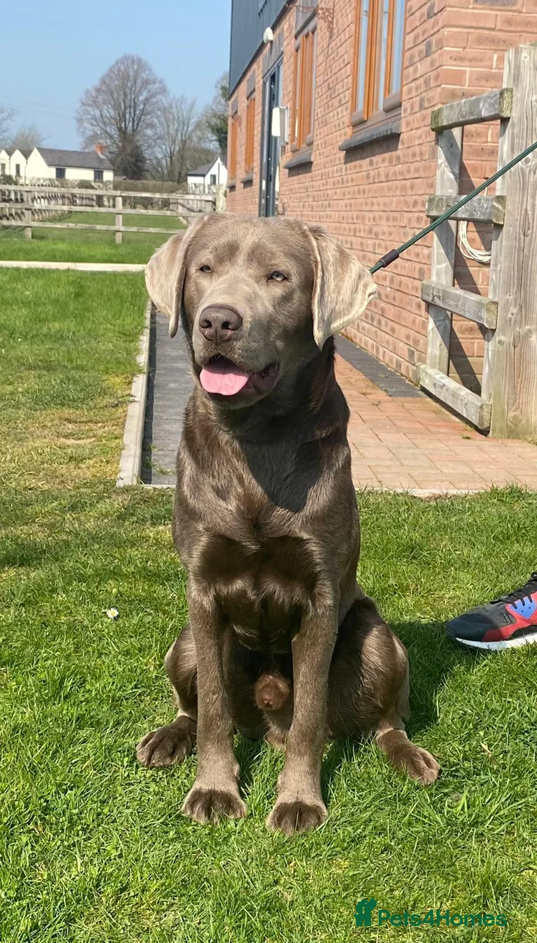 Labrador Retriever dogs for stud: Perfect Well Proven Health Tested Silver Stud in Appleby-in-Westmorland - Advert 13