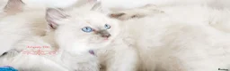 Ragdoll cats for sale: READY😻PURE BEAUTIFUL RAGDOLL 😻😻😻 - Advert 9