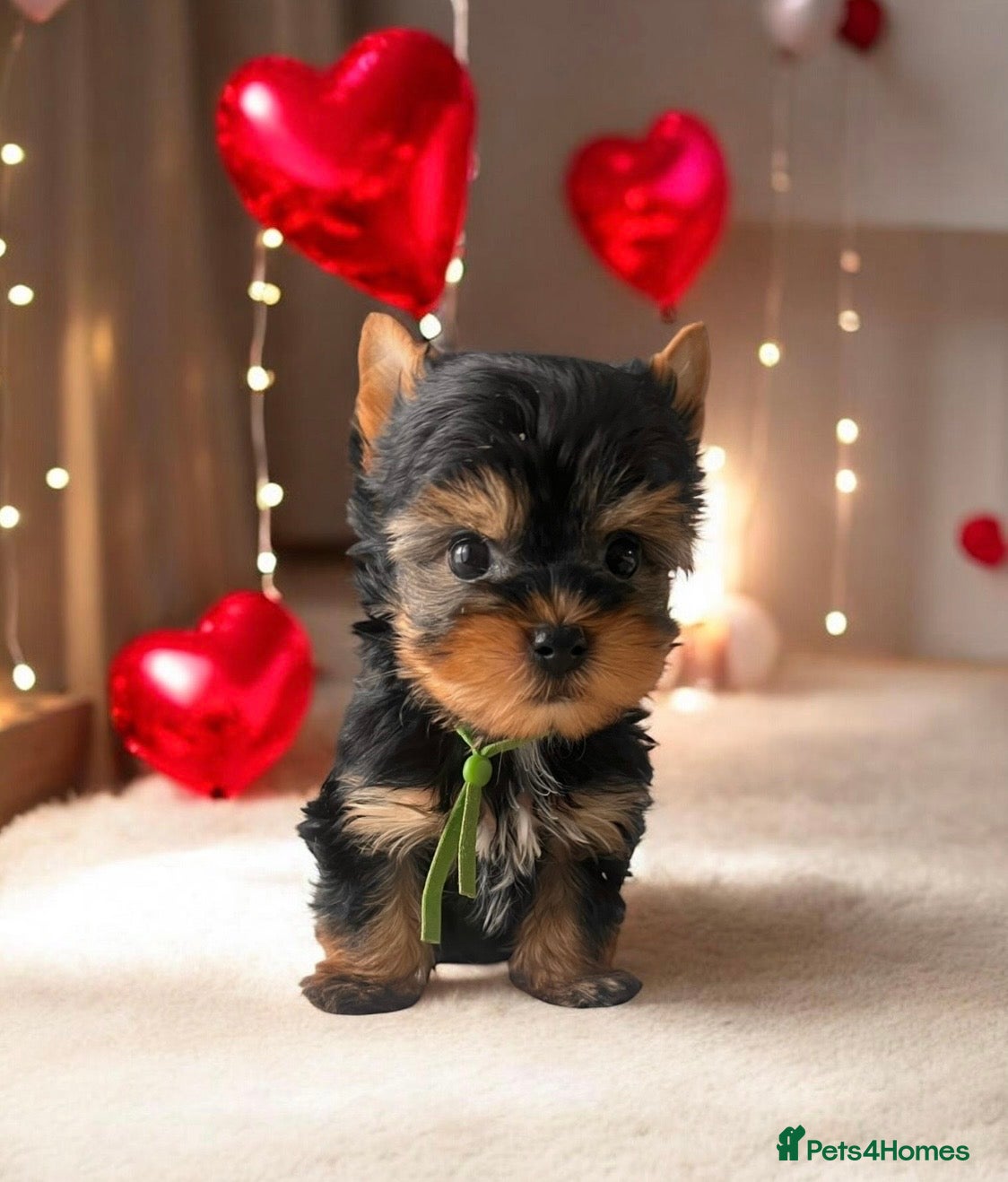 Yorkshire Terrier dogs Ready NOW Yorkie Terrier Puppy – A Special Boy ❤️ - Advert 11