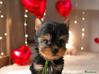 Yorkshire Terrier dogs Ready NOW Yorkie Terrier Puppy – A Special Boy ❤️ - Advert 11