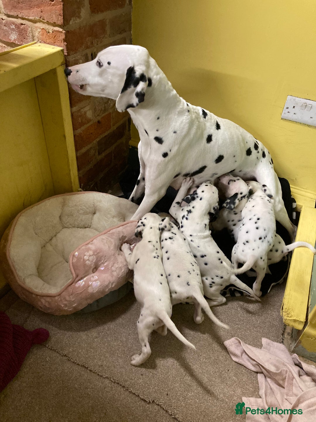 Dalmatian dogs for sale: Dalmation puppies  - Advert 7