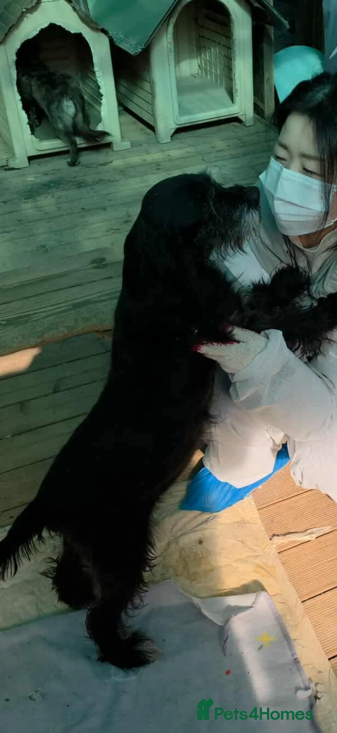 Miniature Schnauzer dogs for adoption: Mary 6 year old schnauzer mix meat trade survivor  - Advert 2