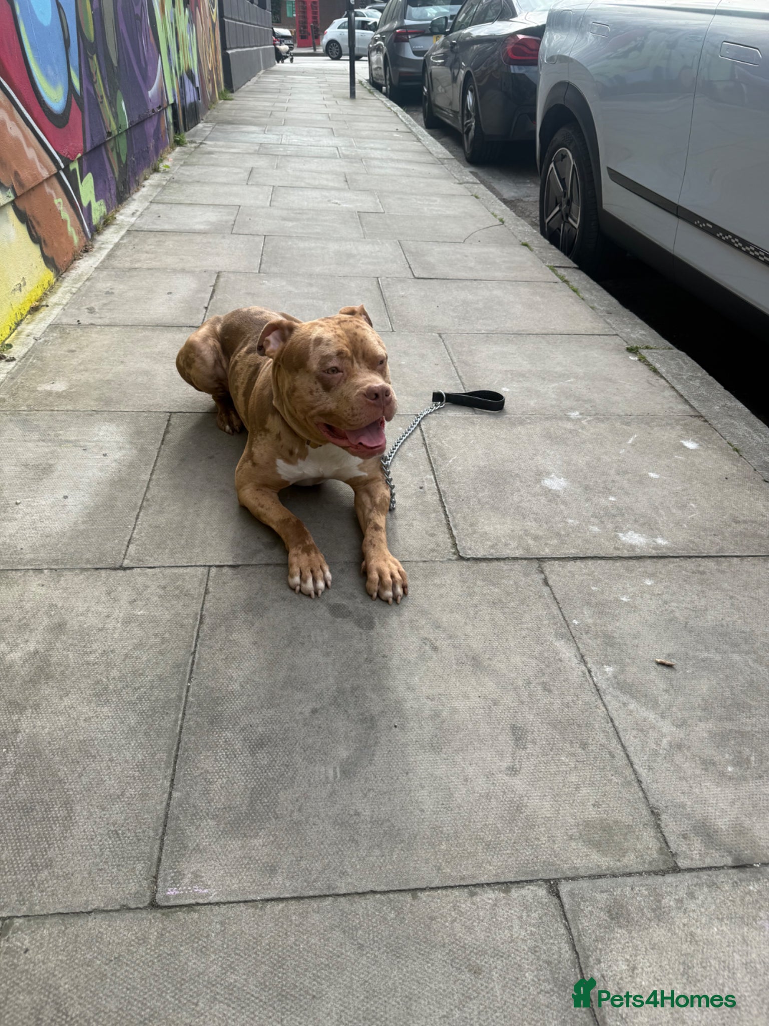 Mixed Breed dogs Mixed breed merle boy for stud   - Advert 11