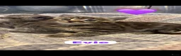 Mixed Breed cats for sale: 🩵🩷…7 stunning kittens…🩷🩵 - Advert 11