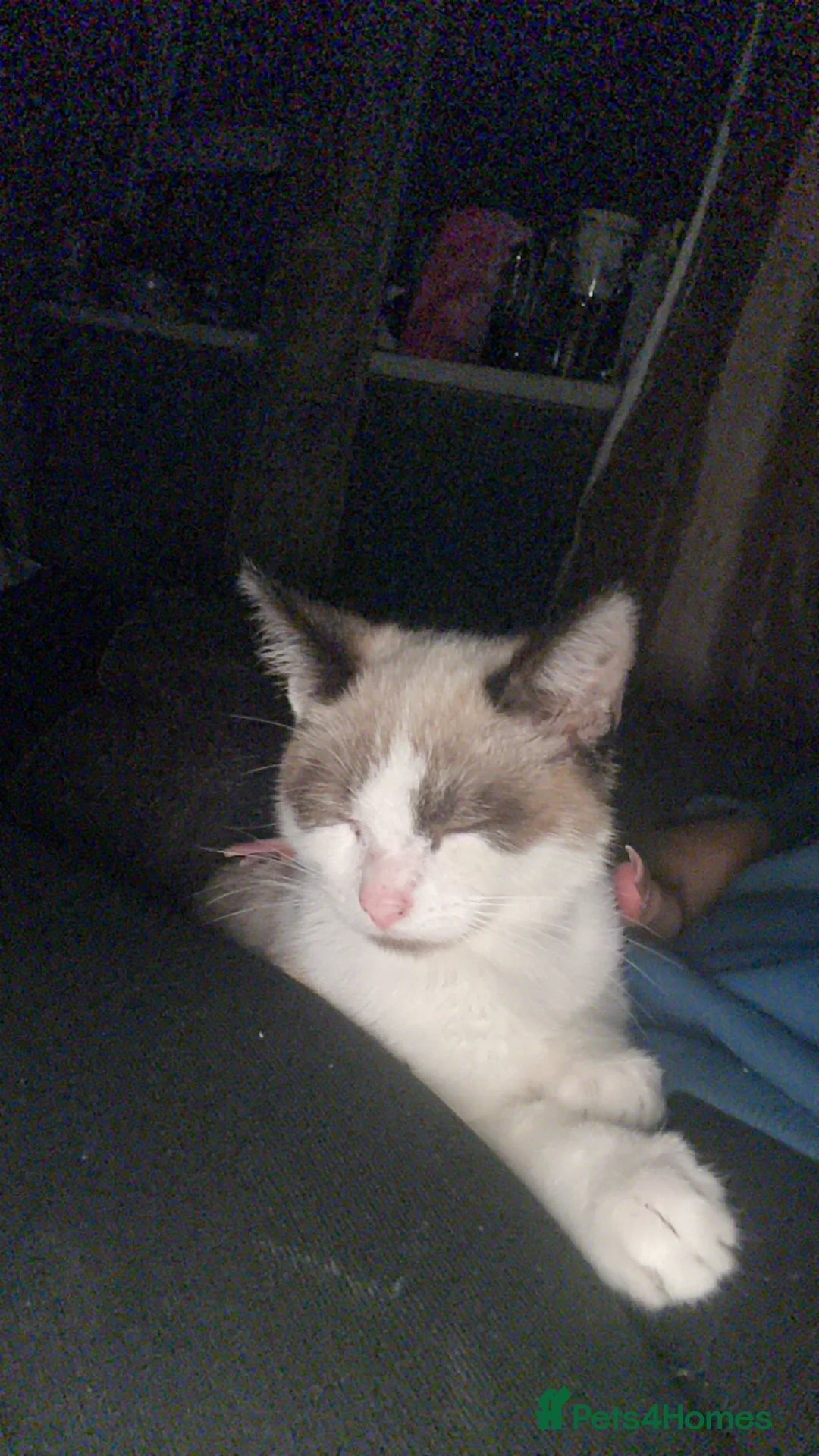 Mixed Breed cats for sale: Cats  in Burton-on-Trent - Advert 3
