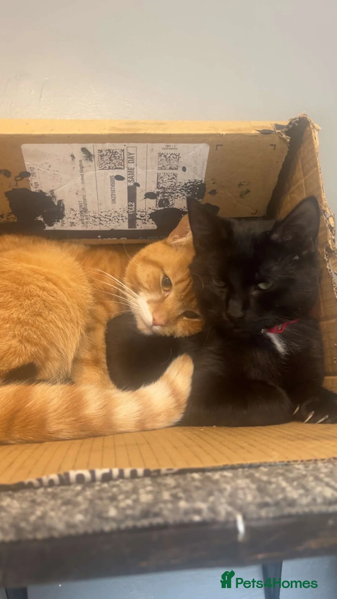 Mixed Breed cats for sale: Puss In Boots & Nuka-Cola - Advert 1