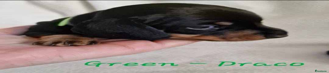 Draco