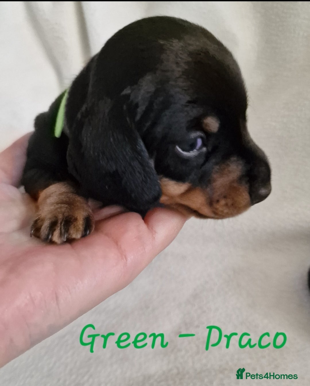 Miniature Dachshund dogs for sale: Beautiful black & tan miniature Dachshund puppies - Image 2