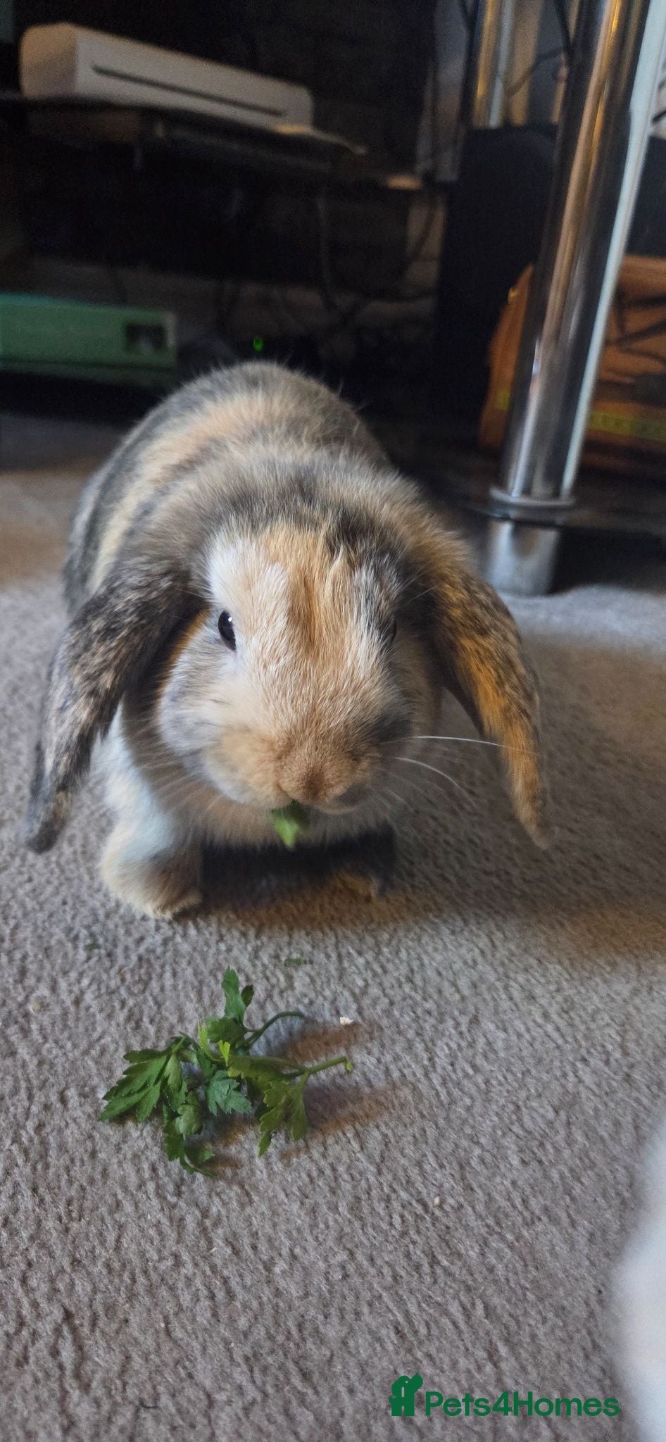 Mini Lop rabbits Two boys and two girls wait for new home - Advert 3
