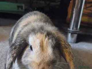Mini Lop rabbits Two boys and two girls wait for new home - Advert 8