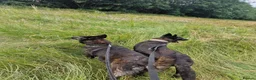 Belgian Shepherd Dog dogs for sale: Dutch Shepherd Puppies - Advert 15