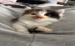 Mixed Breed cats for sale: 3 beautiful kittens available  - Image 18