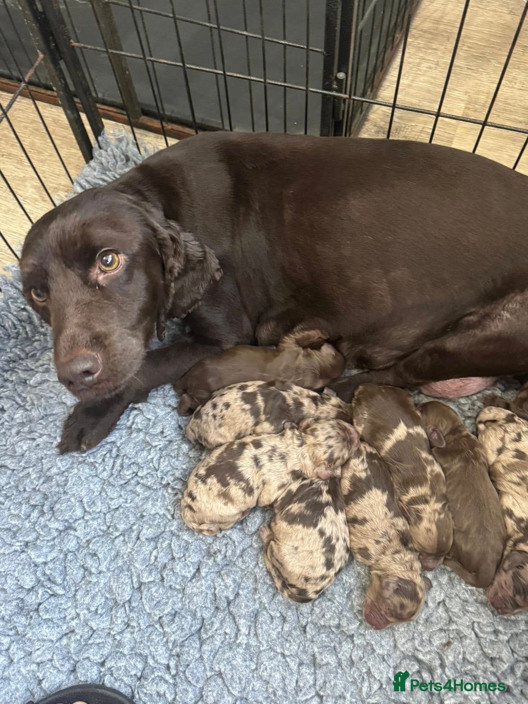 Cockapoo dogs for sale: stunning merle cockapoo pups, ready 4th February  - Advert 2