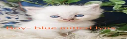 Ragdoll cats for sale: GCCF REGISTERED BEAUTIFUL RAGDOLLS KITTENS  - Advert 35