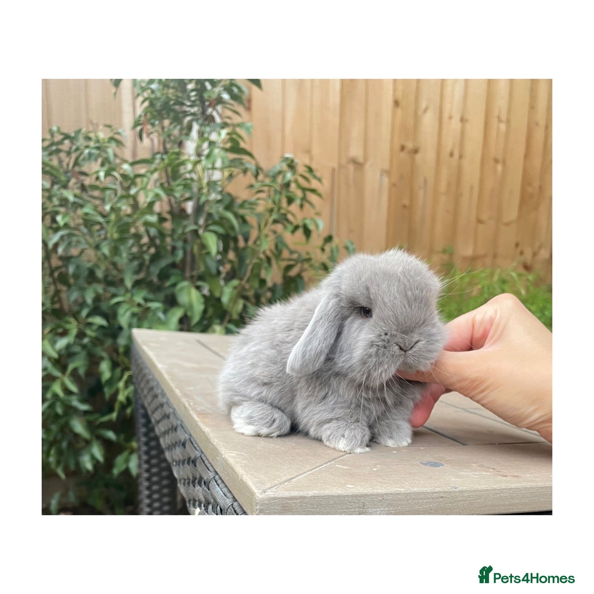 Mini Lop rabbits Beautiful mini lops  - Advert 2