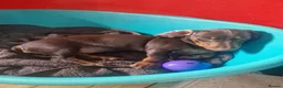 Miniature Dachshund dogs for sale: Only 1 female puppy left now  - Advert 2