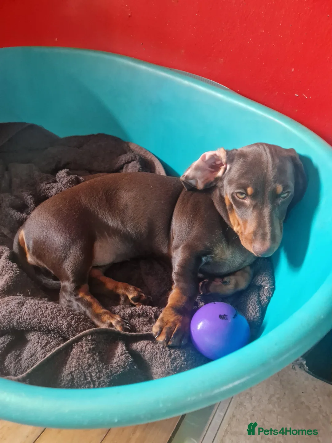 Miniature Dachshund dogs for sale: Only 1 female puppy left now  - Advert 2