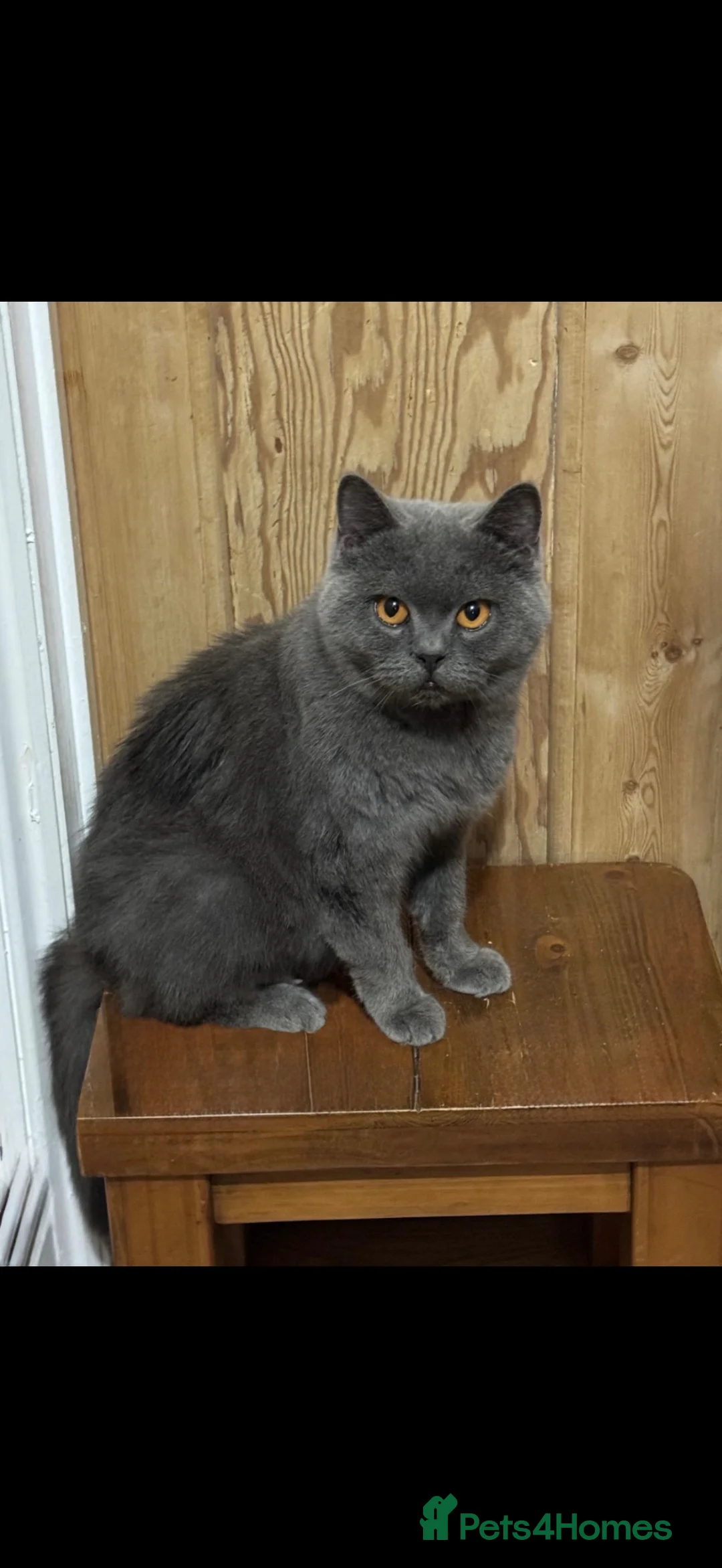 British Shorthair cats for sale: GCCF ACTIVE REG PURE BLUE PEDIGREE BSH QUEEN - Advert 2