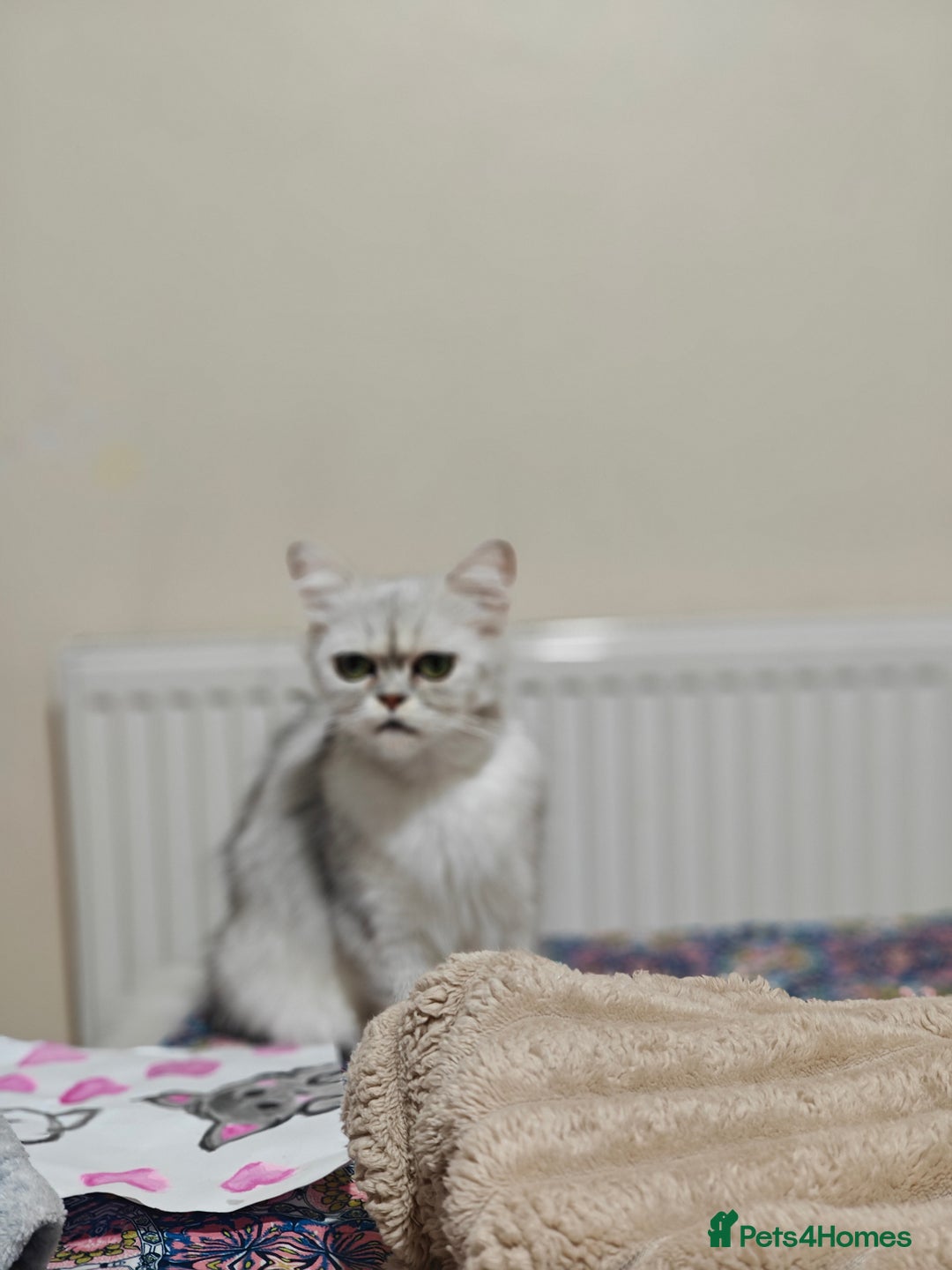 Mixed Breed cats for sale: Kittens and cat  - Advert 3