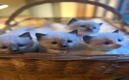 Ragdoll cats for sale: TICA Pedigree Ragdolls 💎✨ - Image 4