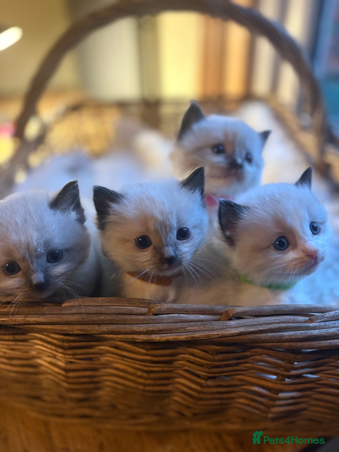 Ragdoll cats for sale: TICA Pedigree Ragdolls 💎✨ - Image 4