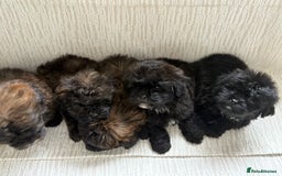 Mixed Breed dogs for sale: Shih-Poo or Shoodle - Image 6