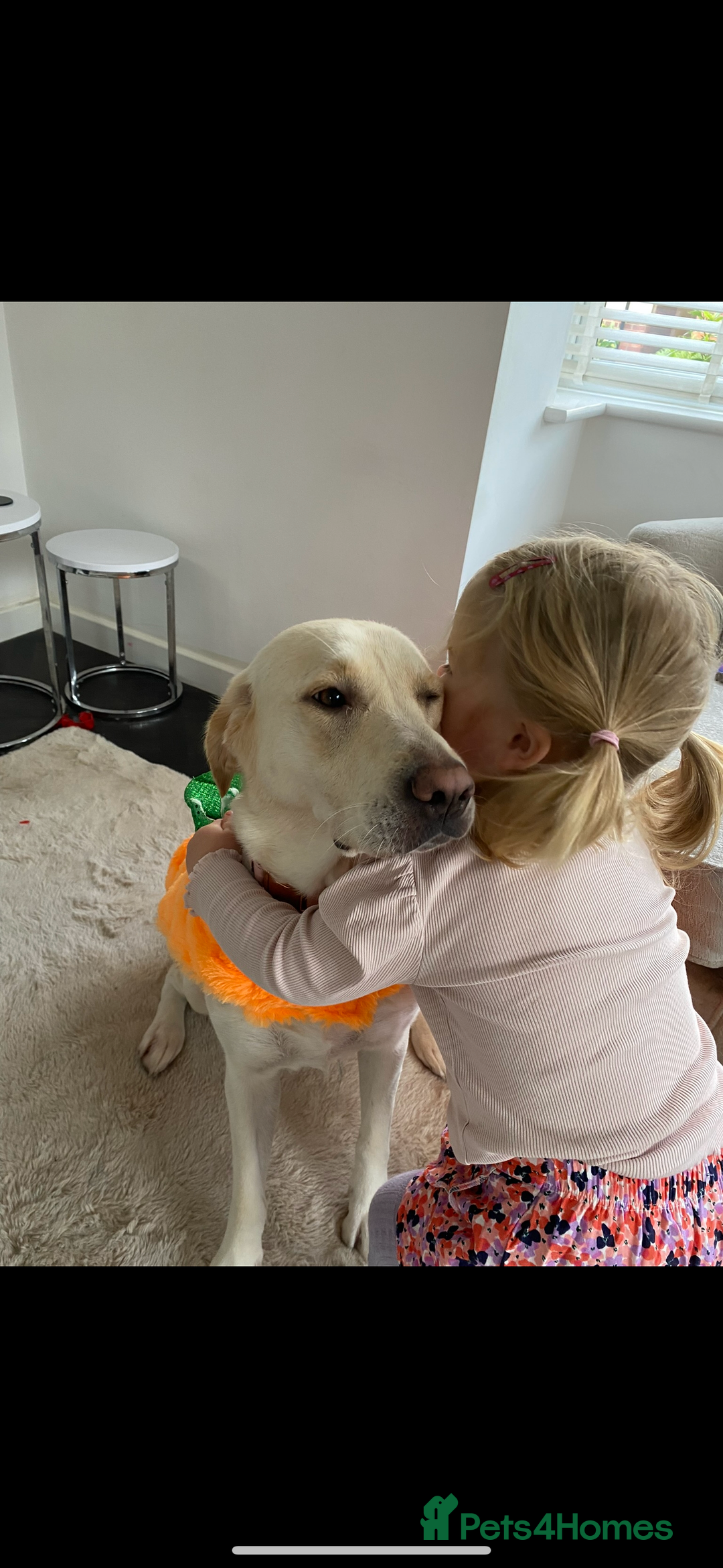 Golden Retriever dogs for sale: Golden retriever X goldador puppies - Image 13