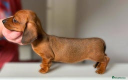 Miniature Dachshund dogs for stud: Champion Sired, Crufts Qualified Shaded Red in Dalry - Image 12