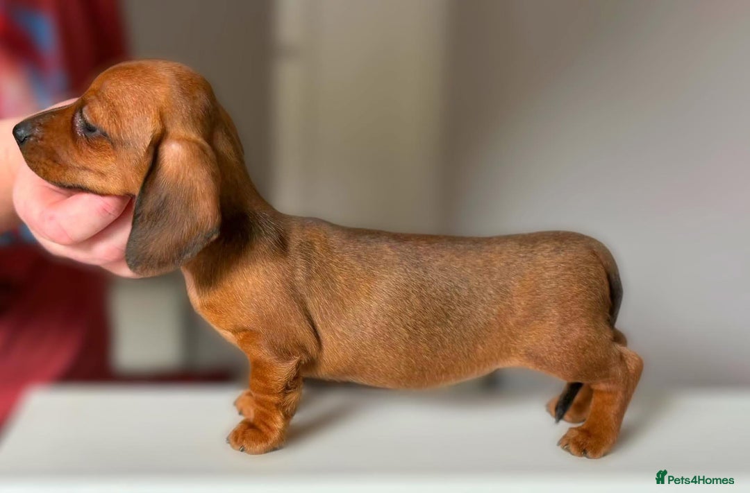 Miniature Dachshund dogs for stud: Champion Sired, Crufts Qualified Shaded Red in Dalry - Image 12