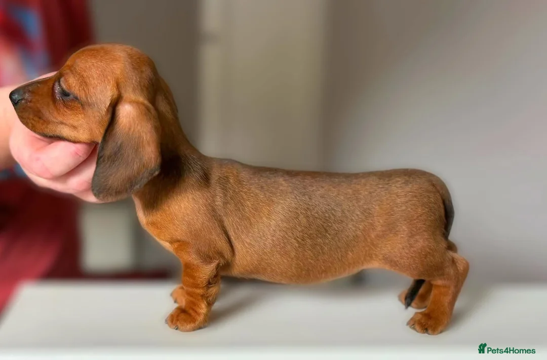 Miniature Dachshund dogs for stud: Champion Sired, Crufts Qualified Shaded Red in Dalry - Advert 12