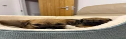 Border Terrier dogs for sale: 4 lovely Border terrier Puppie’s - Advert 8