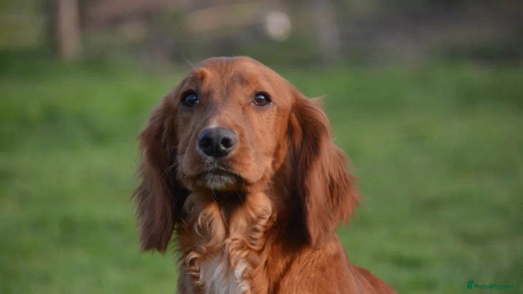 Cocker Spaniel dogs for stud: Attractive, proven red cocker spaniel stud dog in Bristol - Advert 4