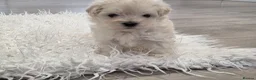 Maltipoo dogs for sale: Korean/Asian maltipoo puppies💗💙 - Advert 32