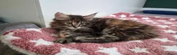 Maine Coon cats for sale: 5 Beautiful Maine Coon Kittens  - Advert 6